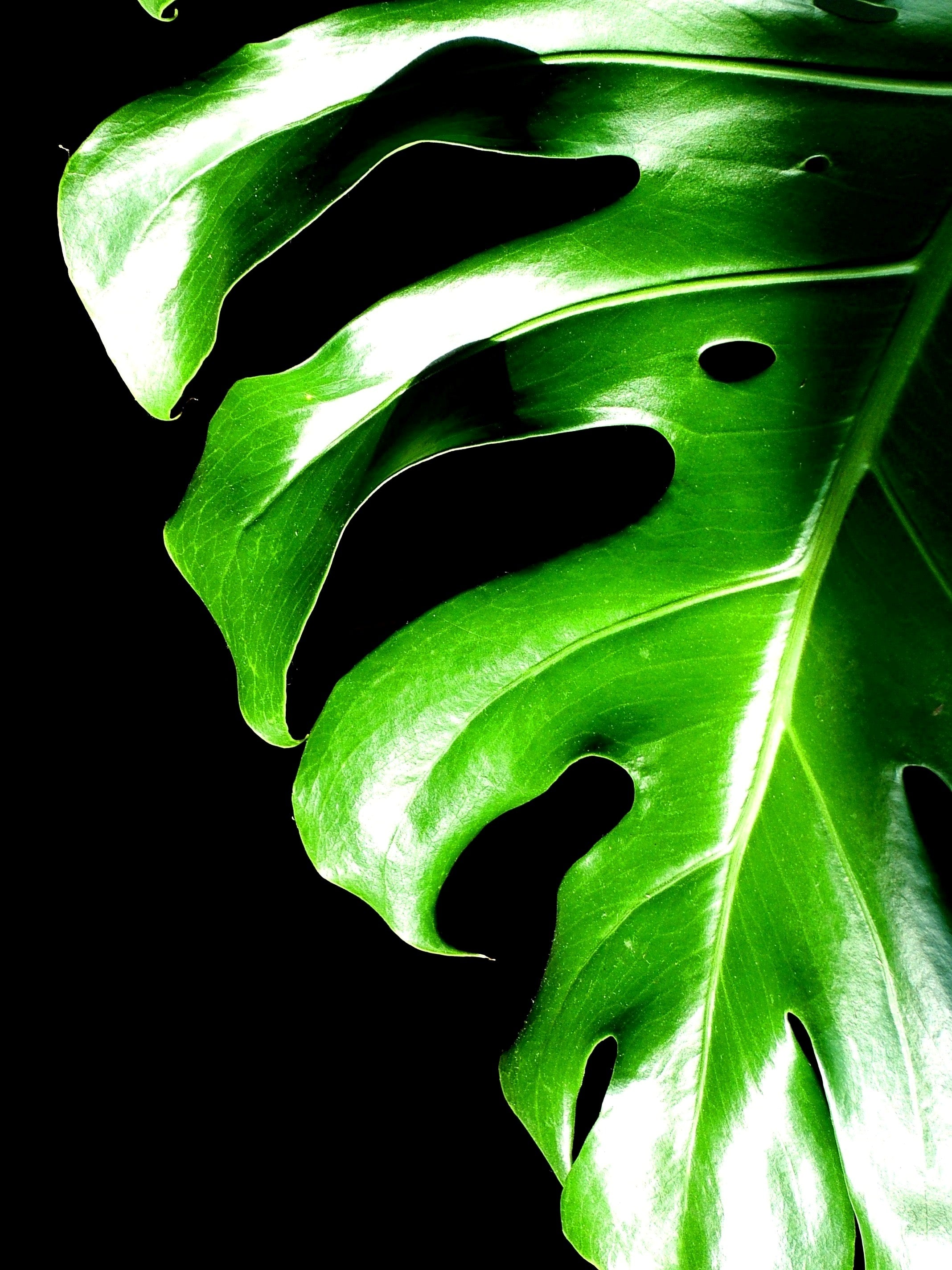 House Plants Verdant Yakima