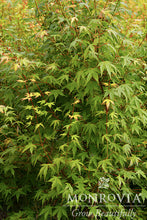 Load image into Gallery viewer, Acer palmatum