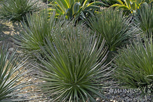 Load image into Gallery viewer, Agave geminiflora
