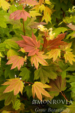 Load image into Gallery viewer, Acer circinatum 'Pacific Fire'