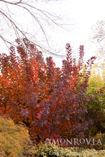 Load image into Gallery viewer, Cotinus coggygria 'Grace'