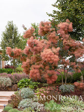 Load image into Gallery viewer, Cotinus coggygria 'Grace'