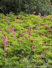 Load image into Gallery viewer, Dicentra 'Luxuriant' (Fringed Bleeding Heart)