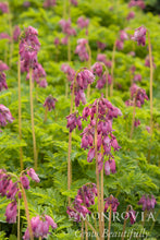 Load image into Gallery viewer, Dicentra 'Luxuriant' (Fringed Bleeding Heart)