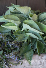 Load image into Gallery viewer, Hosta 'Abiqua Drinking Gourd'