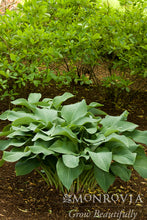 Load image into Gallery viewer, Hosta 'Krossa Regal'(Blue-green)