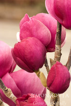 Load image into Gallery viewer, Magnolia x soulangiana 'Black Tulip'