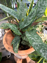 Load image into Gallery viewer, Apoballis acuminatissima 'Lavallaei' (Lavaille Sword)