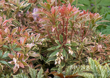 Load image into Gallery viewer, Pieris jap. 'Little Heath'