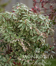 Load image into Gallery viewer, Pieris jap. 'Little Heath'