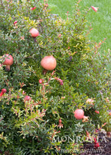 Load image into Gallery viewer, Punica gran 'Nana' (Dwarf Pomegranate)
