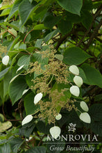 Load image into Gallery viewer, Schizophragma hydrang. 'Moonlight' (Climbing Hydrangea)