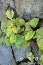 Load image into Gallery viewer, Schizophragma hydrang. 'Moonlight' (Climbing Hydrangea)