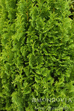 Load image into Gallery viewer, Thuja occidentalis 'Degroot's Spire'