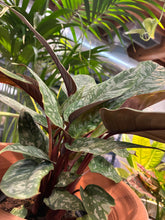 Load image into Gallery viewer, Apoballis acuminatissima 'Lavallaei' (Lavaille Sword)