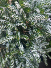 Load image into Gallery viewer, Abies koreana 'Horstmann Silberlocke' (Korean Fir)