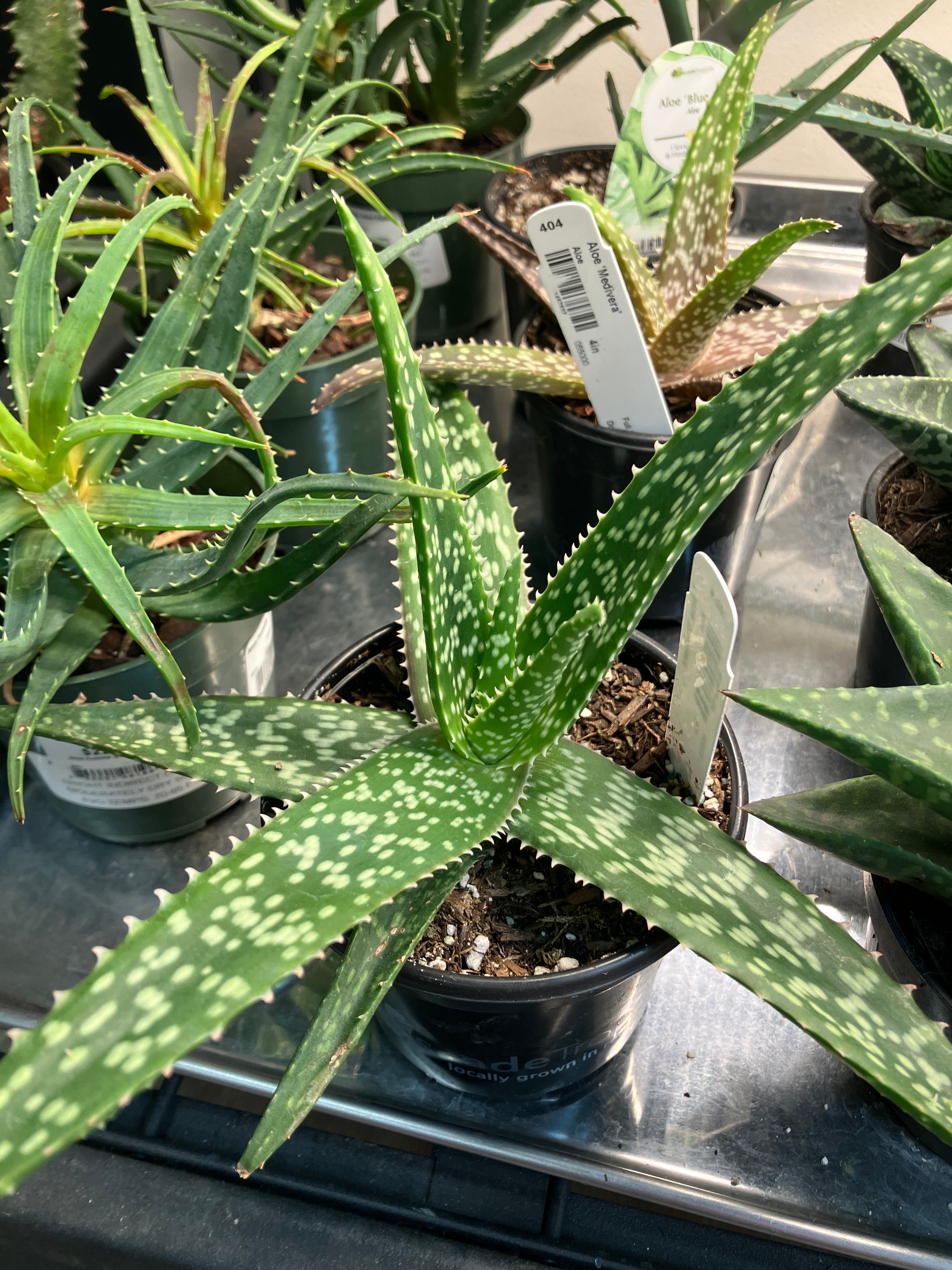 Aloe 'Medivera' – Verdant Yakima