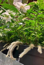 Load image into Gallery viewer, Davallia fejeensis (Rabbit's Foot Fern)