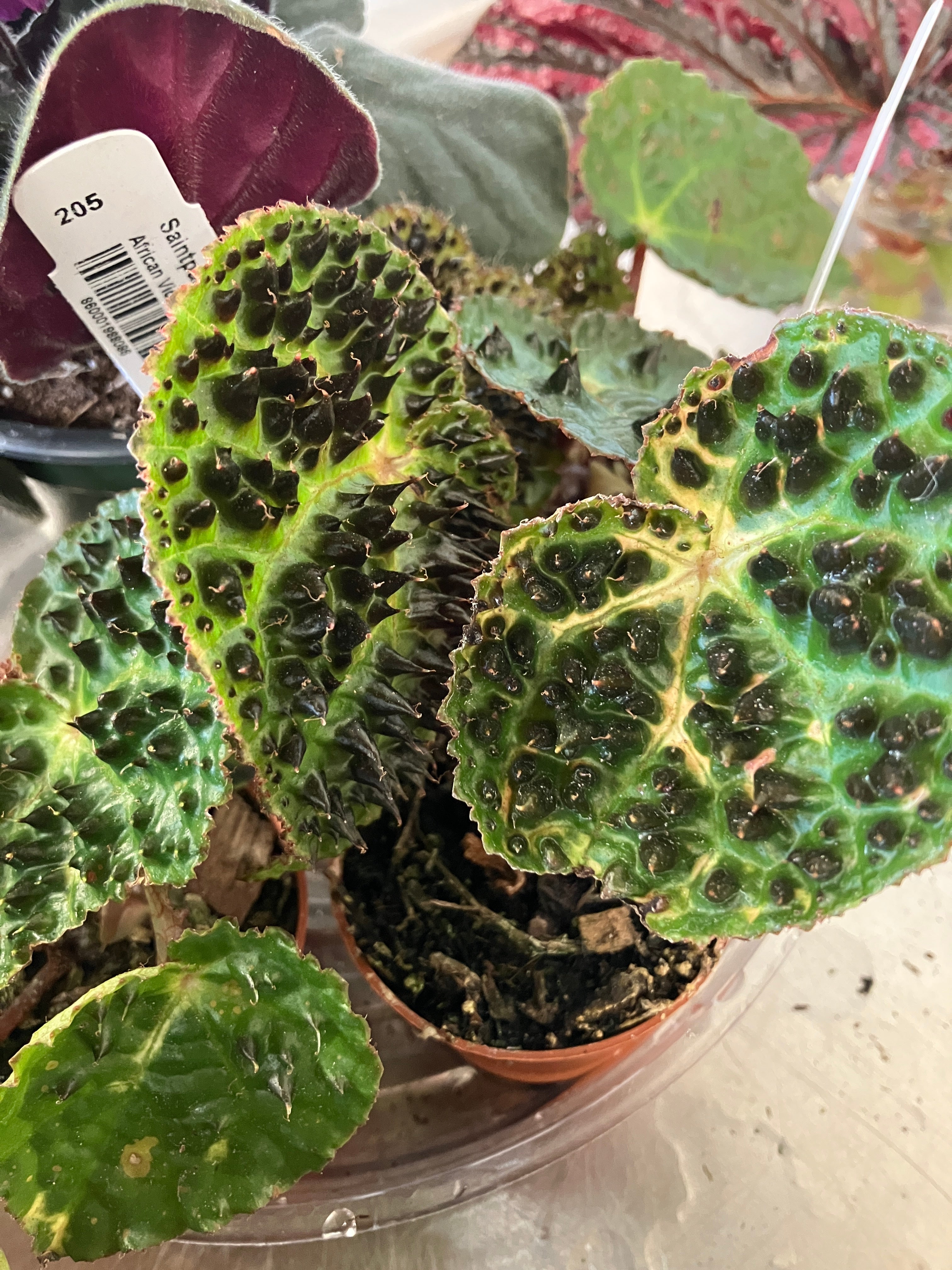 Floral Delight In A Verdant Vessel: Begonia Adorns A Ceramic Home