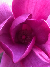 Load image into Gallery viewer, Magnolia x soulangiana 'Black Tulip'