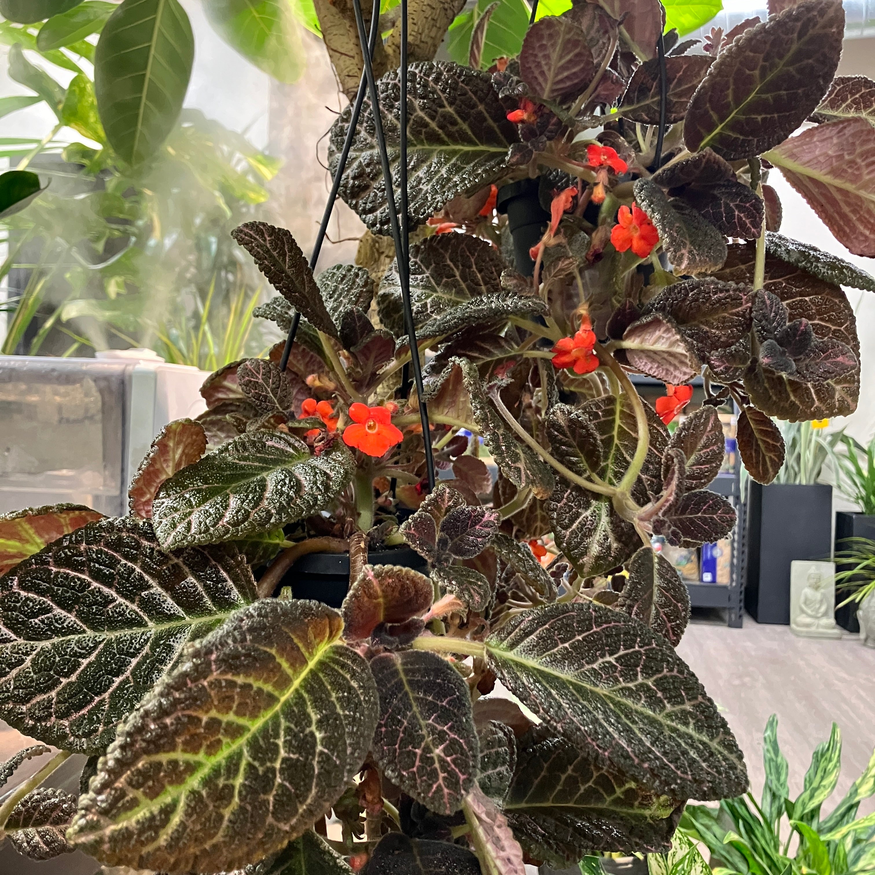 Episcia cupreata 'Corazon' (Flame Violet) – Verdant Yakima