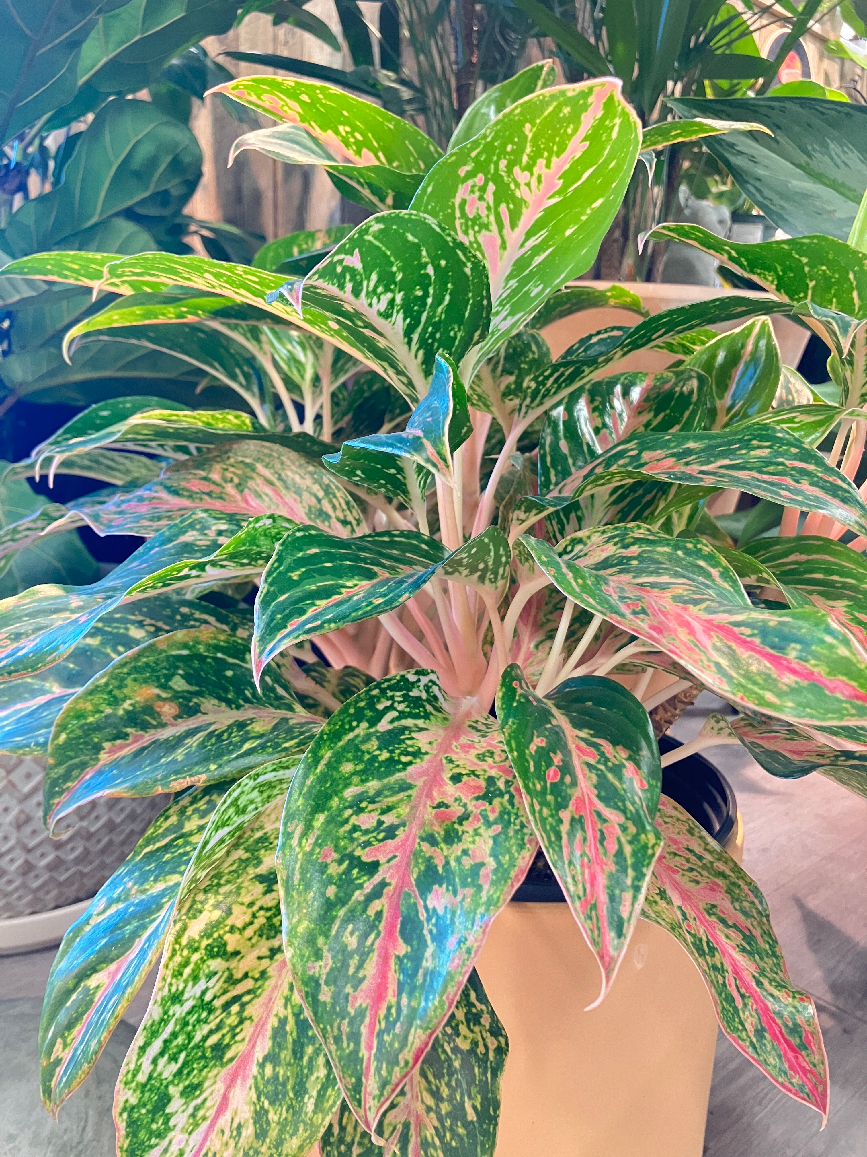 Aglaonema 'Butterfly' (Chinese Evergreen) – Verdant Yakima