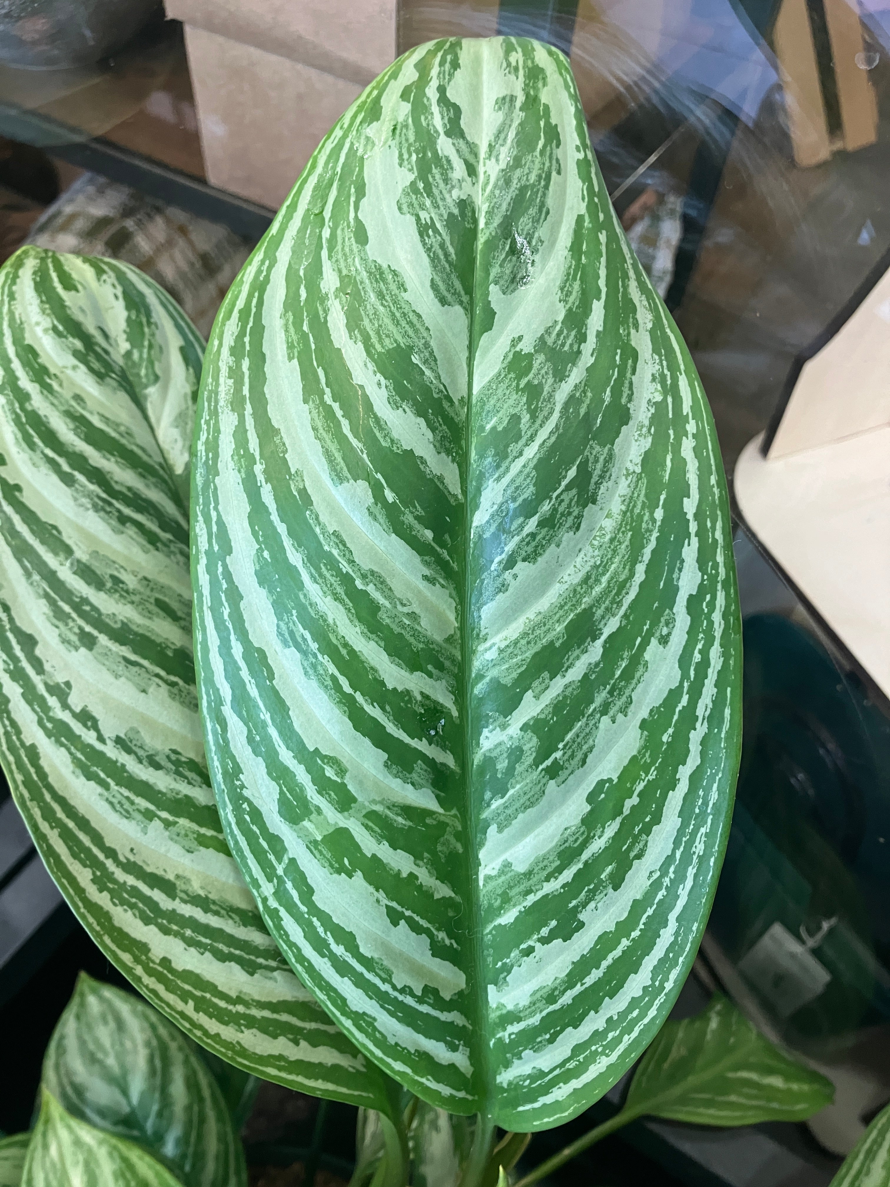 Aglaonema 'Stripes' (Chinese Evergreen) – Verdant Yakima