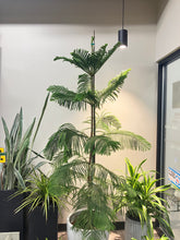 Load image into Gallery viewer, Araucaria heterophylla (Norfolk Pine)