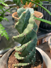 Load image into Gallery viewer, Cereus forbesii 'Spiralis' (Twisted Cactus)