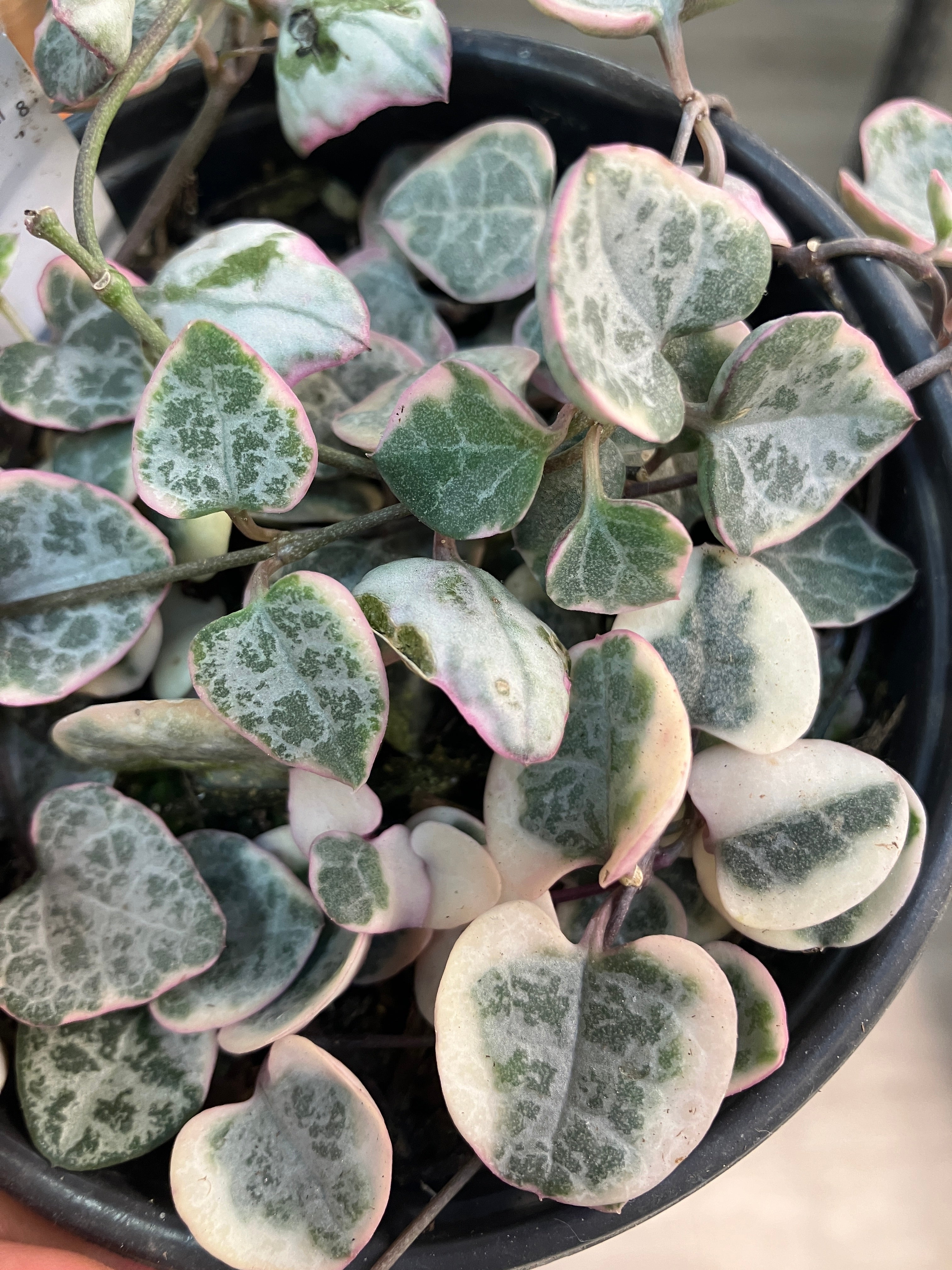 Ceropegia woodii variegata – Verdant Yakima