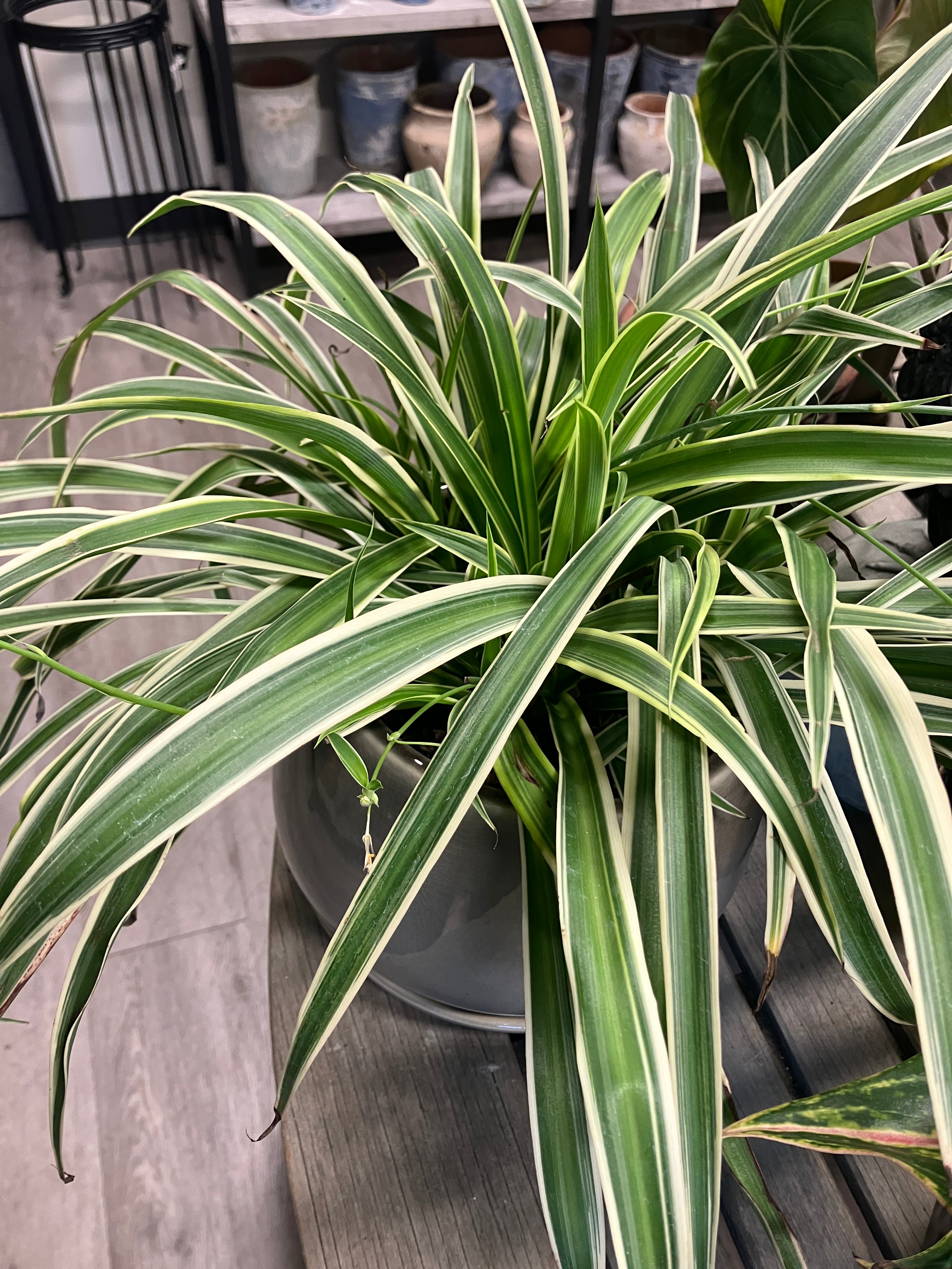 ocean spider plant Chlorophytum comosum 'Ocean' – Verdant Yakima