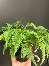 Load image into Gallery viewer, Davallia fejeensis (Rabbit's Foot Fern)