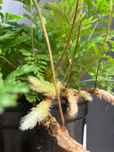 Load image into Gallery viewer, Davallia fejeensis (Rabbit's Foot Fern)