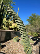 Load image into Gallery viewer, Cereus forbesii 'Spiralis' (Twisted Cactus)