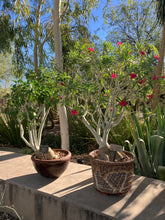Load image into Gallery viewer, Adenium obesum (Desert Rose/ Desert Azalea)