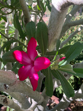 Load image into Gallery viewer, Adenium obesum (Desert Rose/ Desert Azalea)