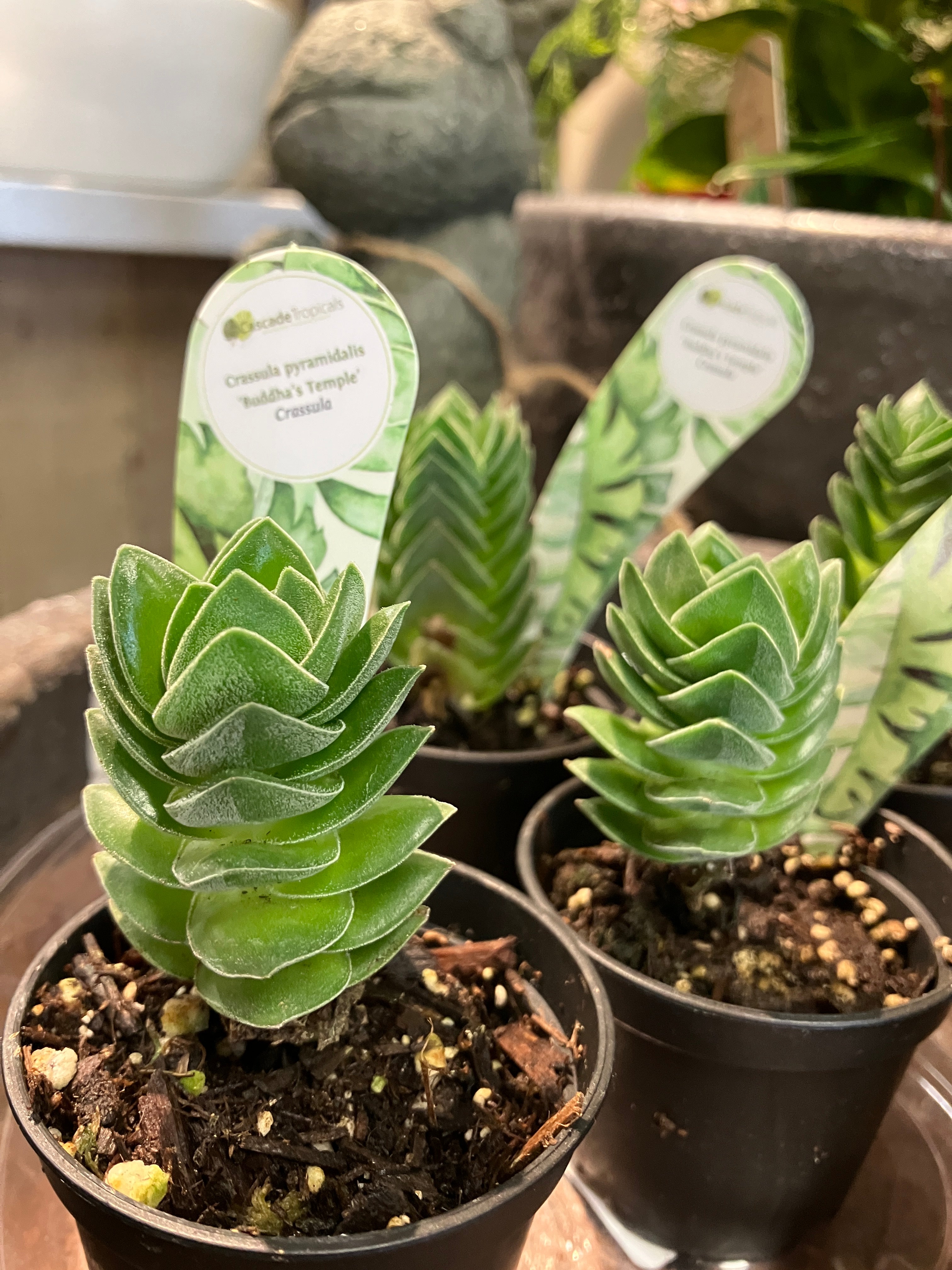 Crassula pyramidalis 'Buddha's Temple' – Verdant Yakima
