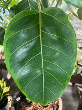 Load image into Gallery viewer, Ficus altissima