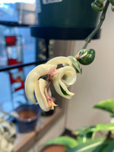 Load image into Gallery viewer, Hoya carnosa 'Compacta Variegata'