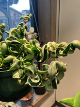 Load image into Gallery viewer, Hoya carnosa 'Compacta Variegata'