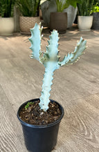 Load image into Gallery viewer, Euphorbia lactea 'White Ghost' (Mottled Spurge)