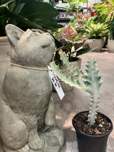 Load image into Gallery viewer, Euphorbia lactea 'White Ghost' (Mottled Spurge)