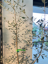 Load image into Gallery viewer, Olea europaea (Olive)