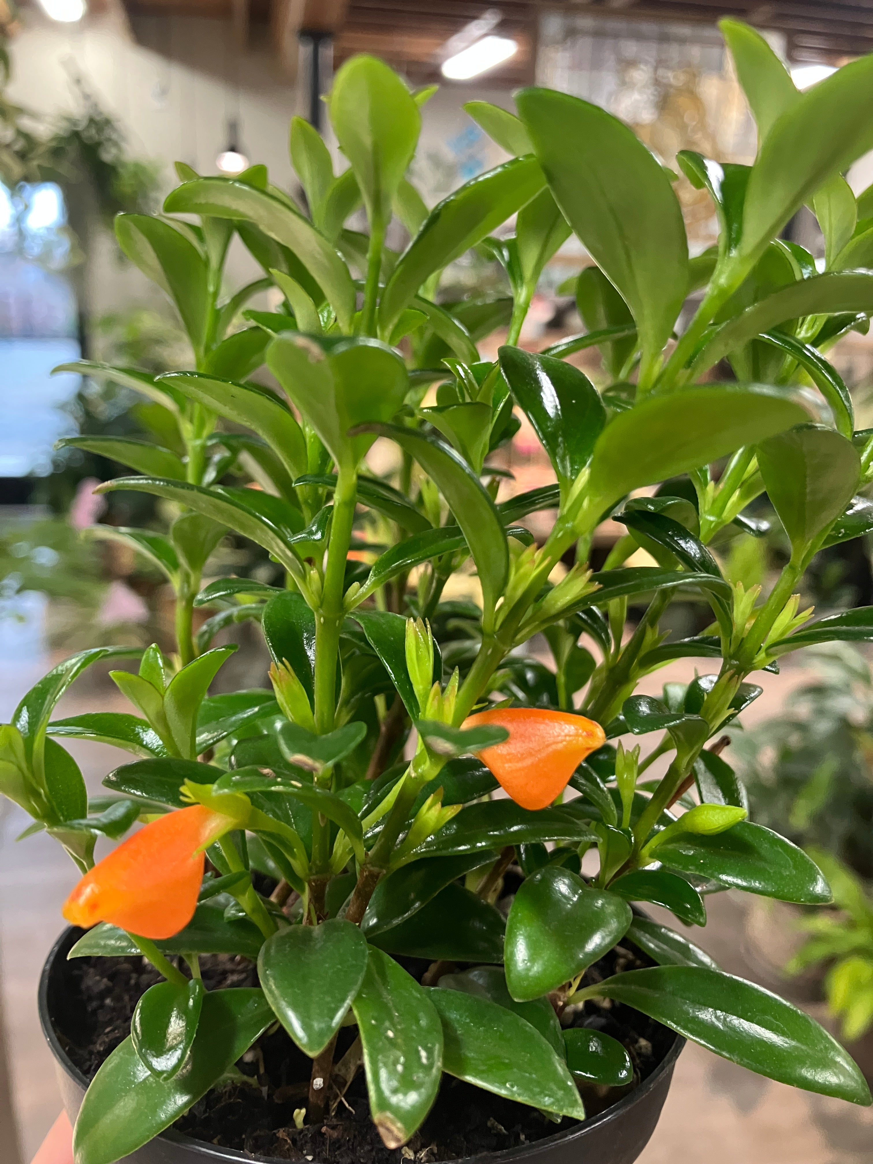 Nematanthus gregarius (Goldfish Plant)