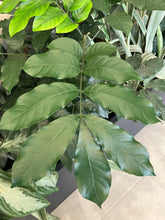 Load image into Gallery viewer, Trichillia dregeana (Forest Natal-Mahogany)