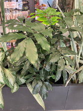 Load image into Gallery viewer, Trichillia dregeana (Forest Natal-Mahogany)