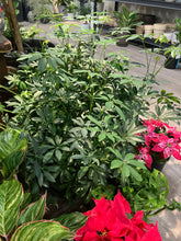 Load image into Gallery viewer, Schefflera arboricola (Umbrella Tree)