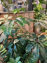 Load image into Gallery viewer, Schefflera actinophylla amate