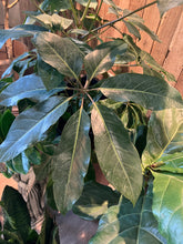 Load image into Gallery viewer, Schefflera actinophylla amate