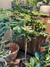 Load image into Gallery viewer, Schefflera arboricola (Umbrella Tree)